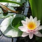 lotus-fraicheur.jpg